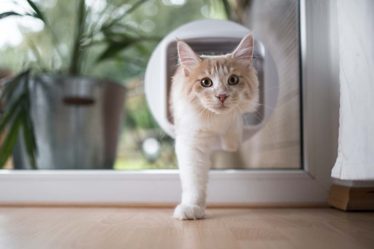 Cat Flap Installation